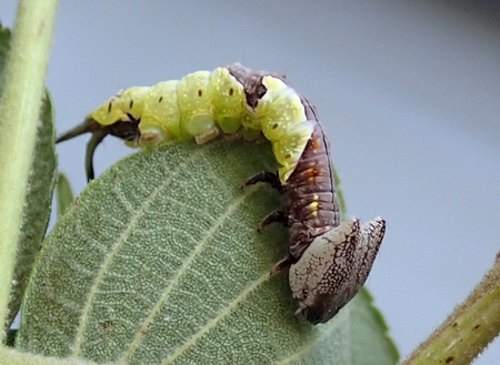 高尾山の虫見シュラン ガイドその３８ ムラサキシャチホコ幼虫 虫撮る人々