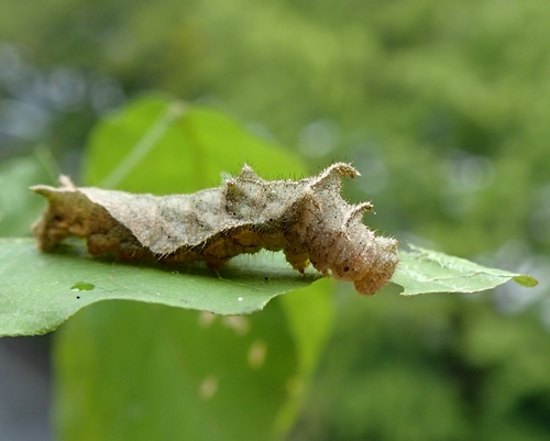 ヒゲじい似のイモムシ、コミスジ幼虫 - 虫撮る人々