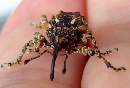 高尾山の虫見シュラン・ガイドその37、マダラアシゾウムシ - 虫撮る人々