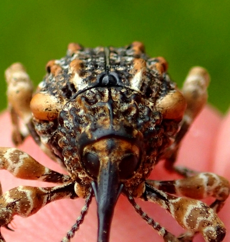 高尾山の虫見シュラン・ガイドその37、マダラアシゾウムシ - 虫撮る人々