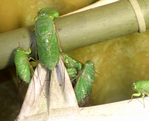 緑のセミ いくぜボルネオ虫紀行⑧＝南国セミ軍団 - 虫撮る人々