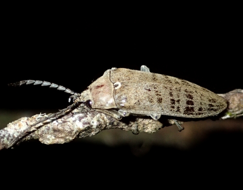 43mmカブトハナムグリ コガネムシ プラチナコガネ カナブン 昆虫標本