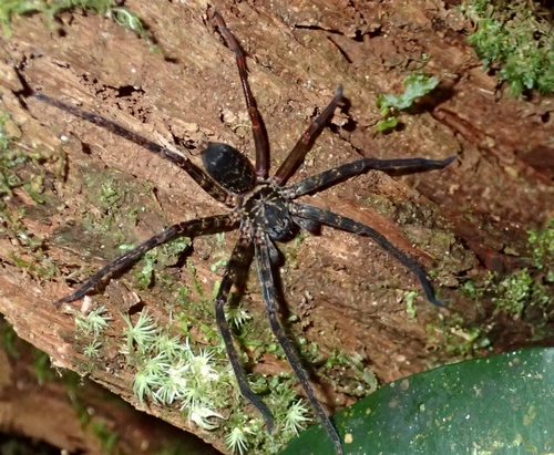 いくぜボルネオ虫紀行 121 ロマンチックなナイトウォーク 虫撮る人々