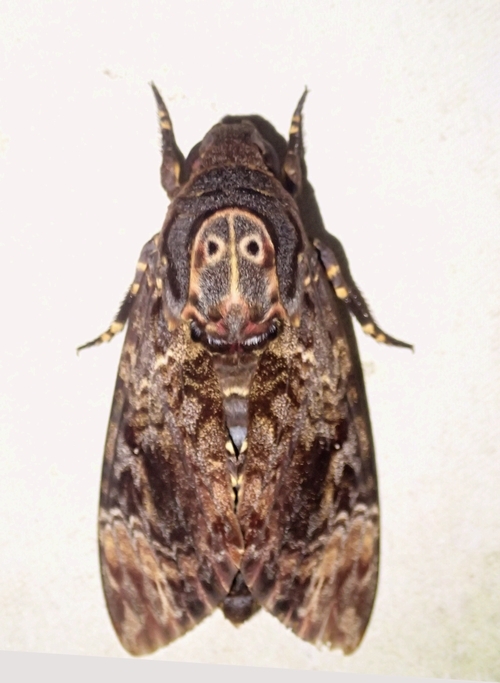 いくぜボルネオ虫紀行⑥＝蛾の夜は続く - 虫撮る人々