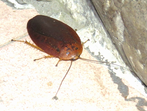 いくぜボルネオ虫紀行 ゴキブリだって虫なんです 虫撮る人々 いくぜボルネオ虫紀行 ゴキブリだって虫なんです 虫撮る人々