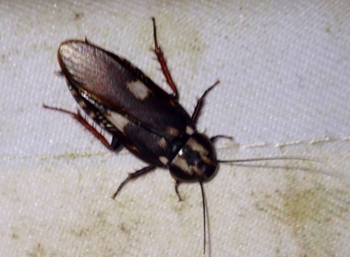 いくぜボルネオ虫紀行 ゴキブリだって虫なんです 虫撮る人々