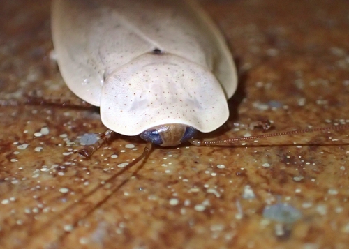いくぜボルネオ虫紀行 ゴキブリだって虫なんです 虫撮る人々