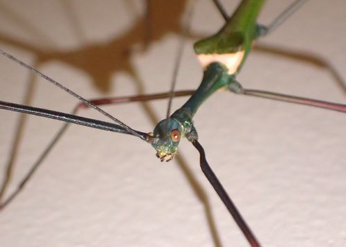 いくぜボルネオ虫紀行⑭＝ベランダの雑虫とキナバル公園散策路の紹介