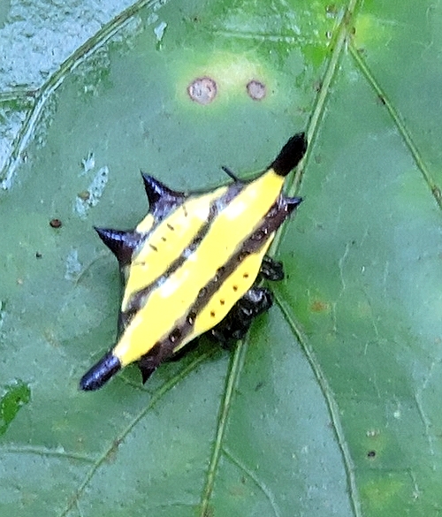 ボルネオ タビンの虫旅は続く 虫撮る人々