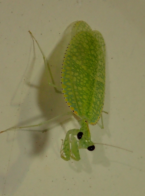 妖精カマキリと貪欲カブト 豪キュランダの旅 虫撮る人々