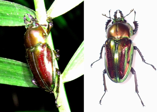 【野外品】ニジイロクワガタ♂:オーストラリア・クイーズランド州・キュランダ村採集 野外品】ニジイロクワガタWD オーストラリア・クイーズランド州