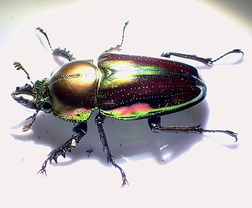 怪物バニップとニジイロクワガタ・豪キュランダの旅 - 虫撮る人々