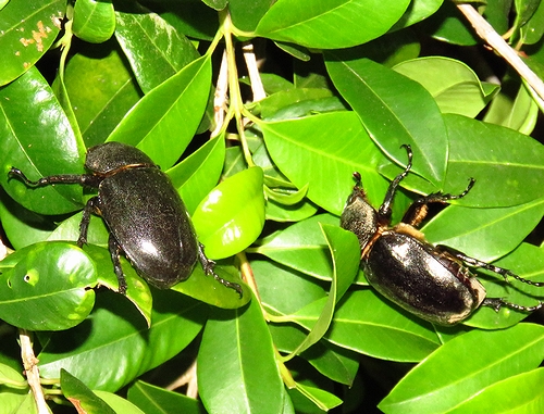 【野外品】ニジイロクワガタWD オーストラリア・クイーズランド州キュランダ村採集 野外品】ニジイロクワガタWD オーストラリア・クイーズランド州