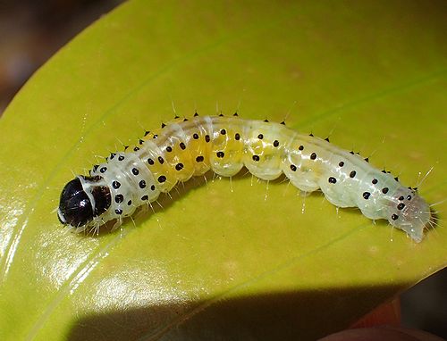 葛西で崩れ去ったビロードの夢とイモムシ超百科 - 虫撮る人々