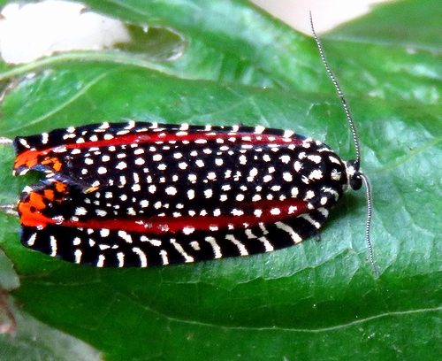 葛西で崩れ去ったビロードの夢とイモムシ超百科 - 虫撮る人々