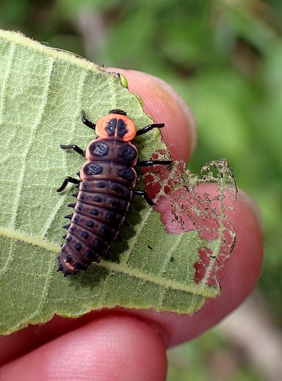 カメノコテントウとクルミハムシの生と死のドラマ 虫撮る人々 カメノコテントウとクルミハムシの生と死のドラマ 虫撮る人々