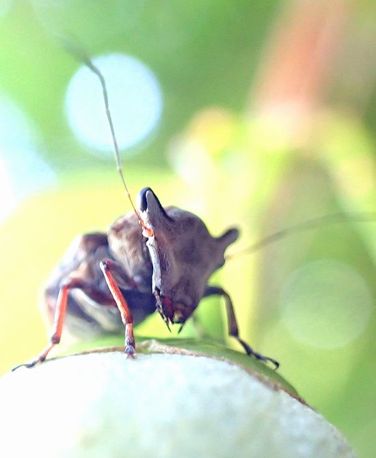 〇変顔でエゴイストの虫と言えば - 虫撮る人々