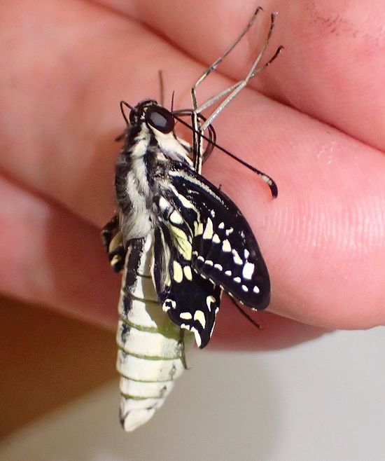 ベランダのミカンに発生したアゲハは生きるべきか死ぬべきか それが問題 虫撮る人々