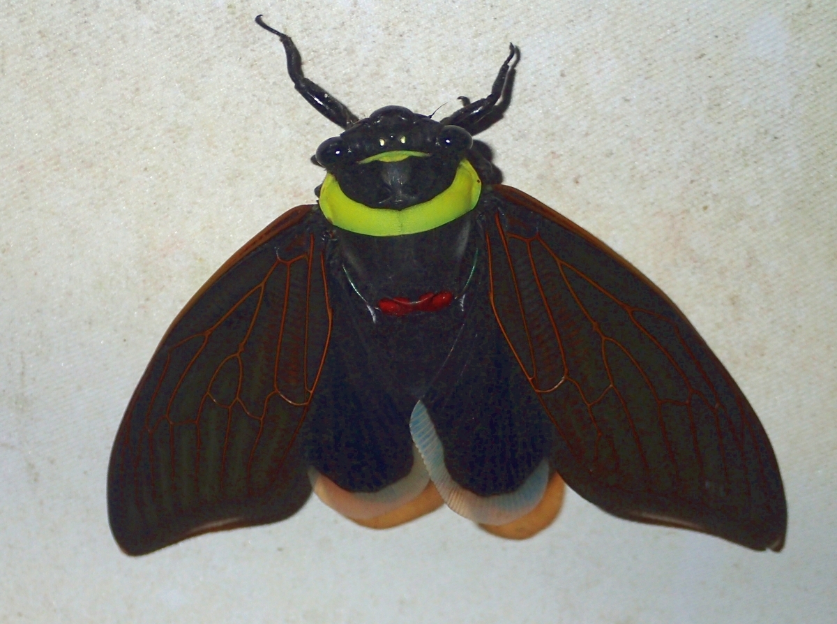 f:id:mushikisya:20191117134958j:plain f:id:mushikisya:20191117134958j:plain