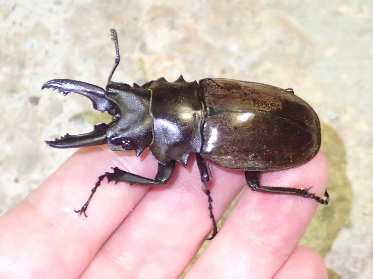 f:id:mushikisya:20191117135209j:plain f:id:mushikisya:20191117135209j:plain