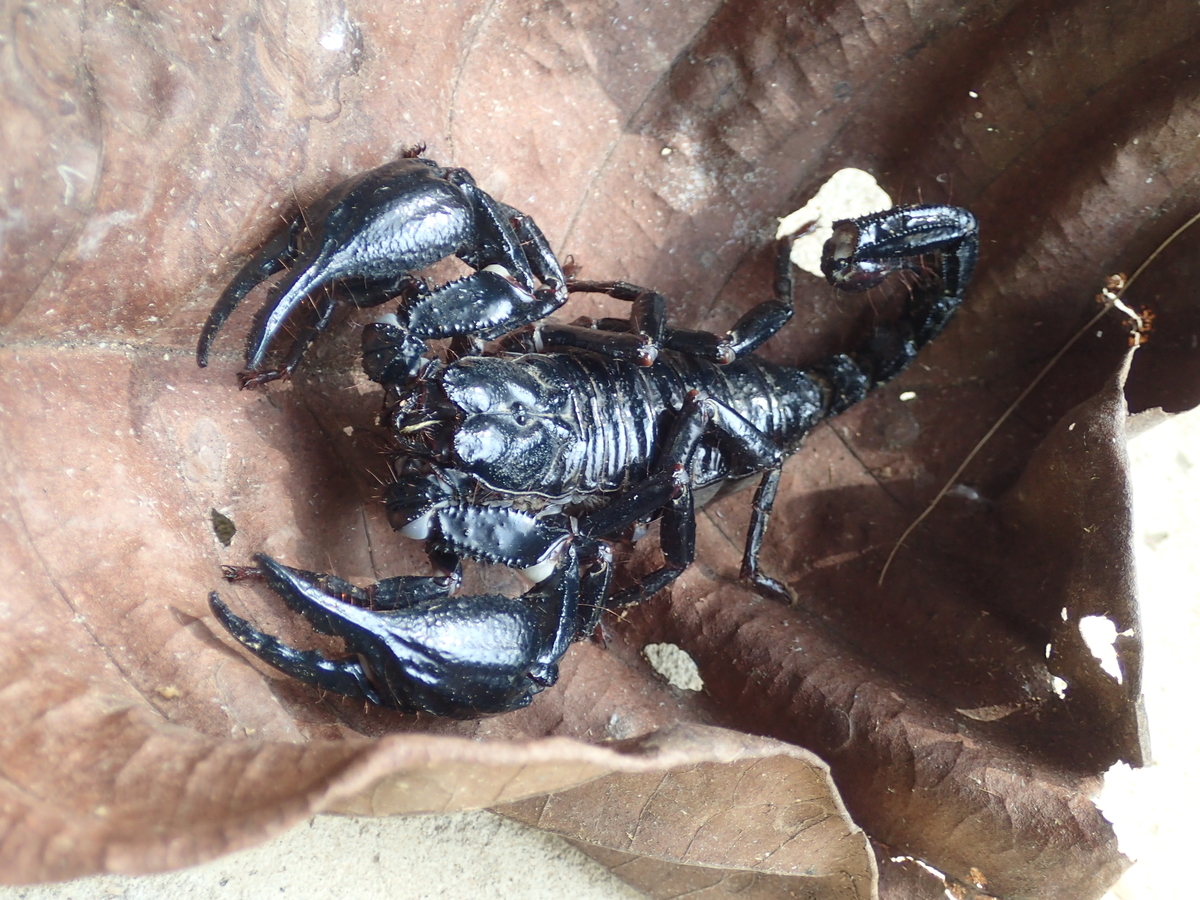 f:id:mushikisya:20191117135247j:plain f:id:mushikisya:20191117135247j:plain