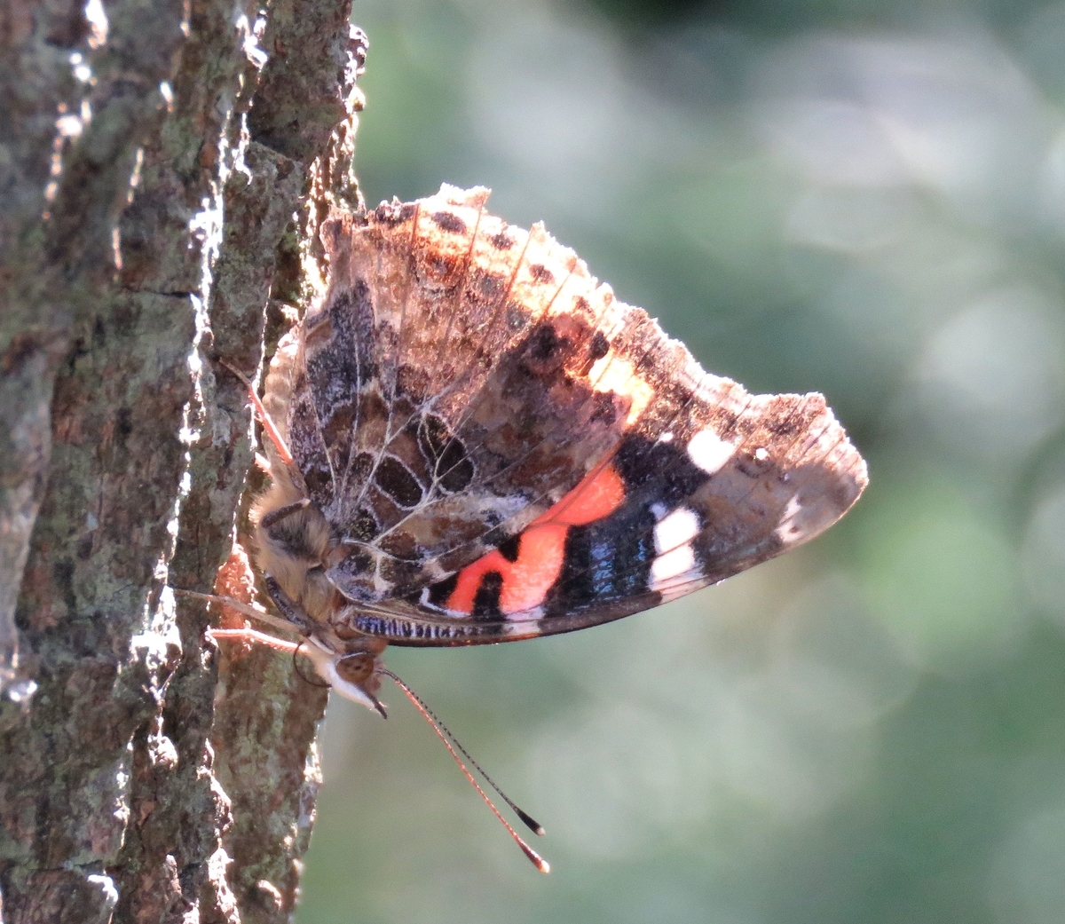 里山の蝶の4割が絶滅危惧種になりかねないって本当？ - 虫撮る人々