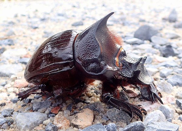 f:id:mushikisya:20191124162432j:plain