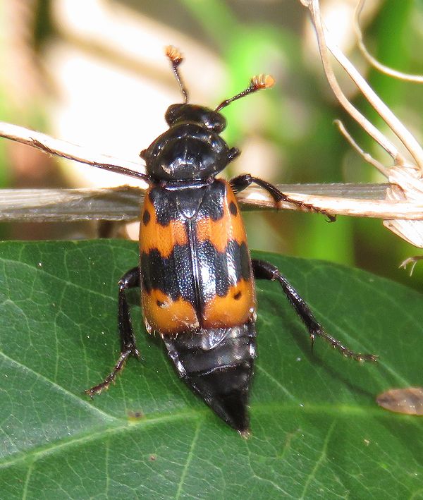 f:id:mushikisya:20191124162738j:plain