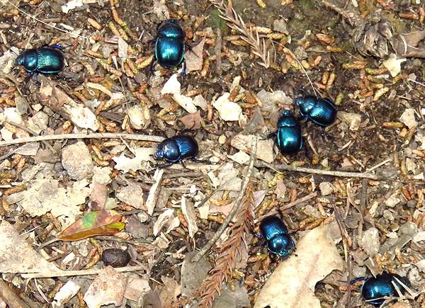 f:id:mushikisya:20191124163025j:plain