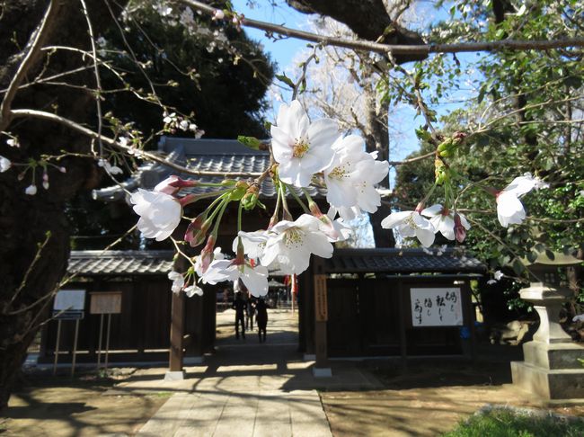 f:id:mushikisya:20200322160248j:plain f:id:mushikisya:20200322160248j:plain