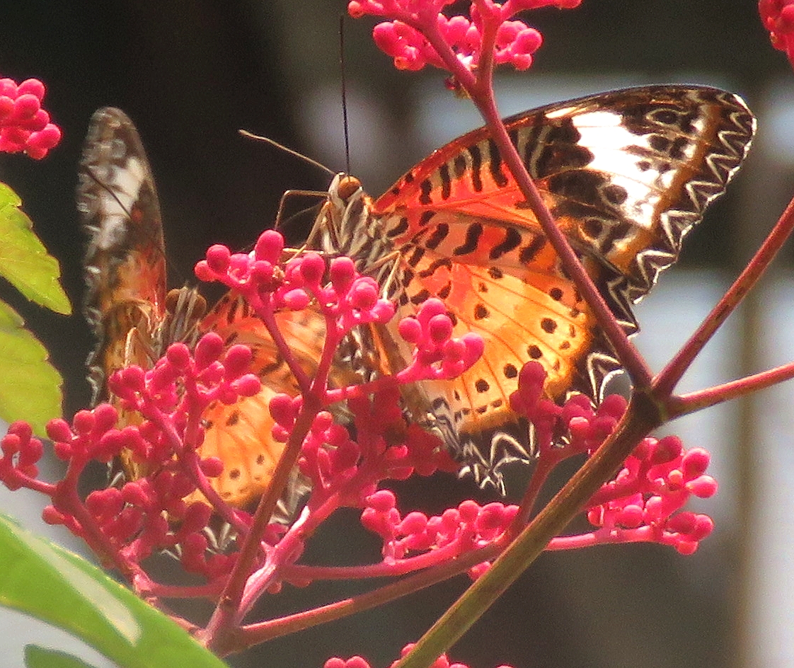 シンガポールの沿線昆虫ガイド㉒チャンギ空港のバタフライガーデンで夢