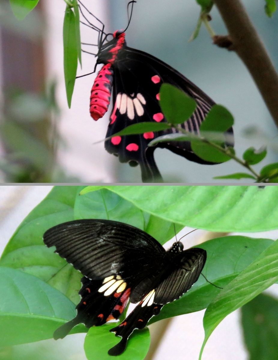 シンガポールの沿線昆虫ガイド㉒チャンギ空港のバタフライガーデンで夢