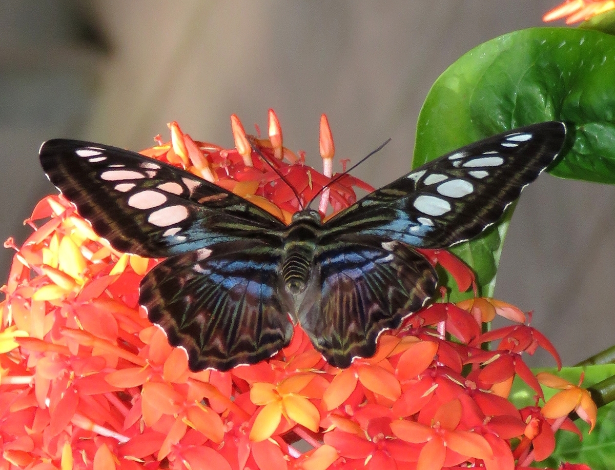 ローゼンタール　フィギュリン　チョウ　蝶　バタフライ　昆虫　花と蝶 ローゼンタール フィギュリン チョウ 蝶 バタフライ 昆虫 花と蝶