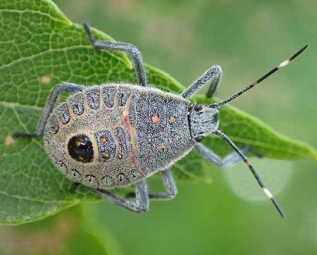 可愛いのは幼少の一時だけ 外来の嫌われ者になったキマダラカメムシ 虫撮る人々