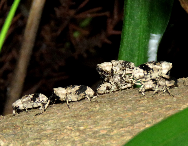 多摩ニュータウンは虫好きのための街？ゼフとオニアシナガゾウムシ