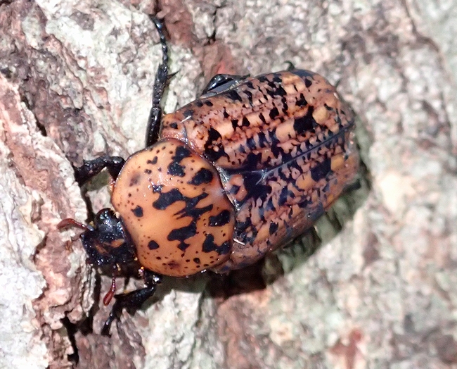 絶滅していなかった東京のアカマダラハナムグリ - 虫撮る人々
