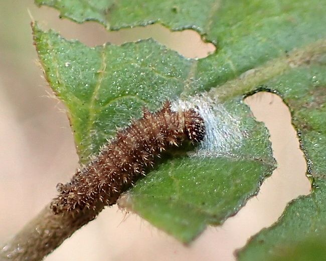 f:id:mushikisya:20210522111054j:plain