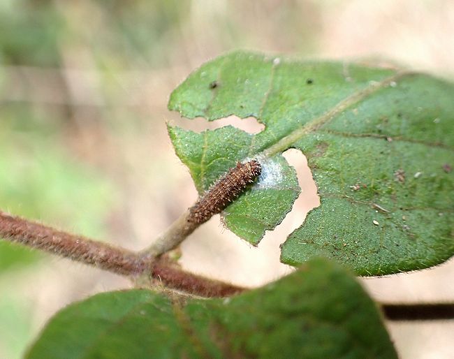 f:id:mushikisya:20210522111223j:plain