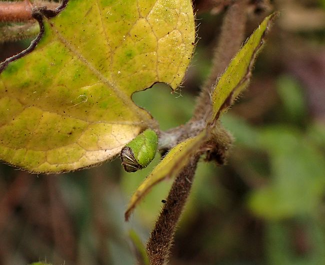 f:id:mushikisya:20210522111340j:plain