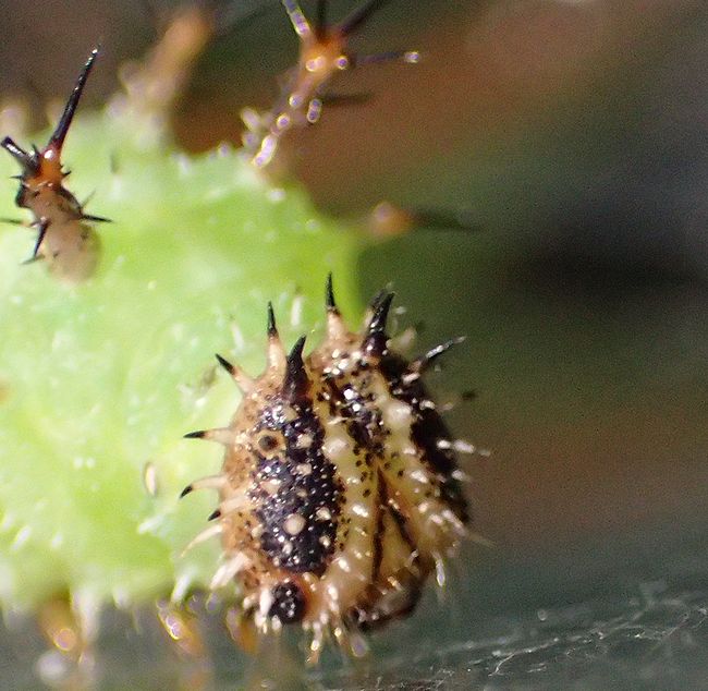 f:id:mushikisya:20210522112443j:plain