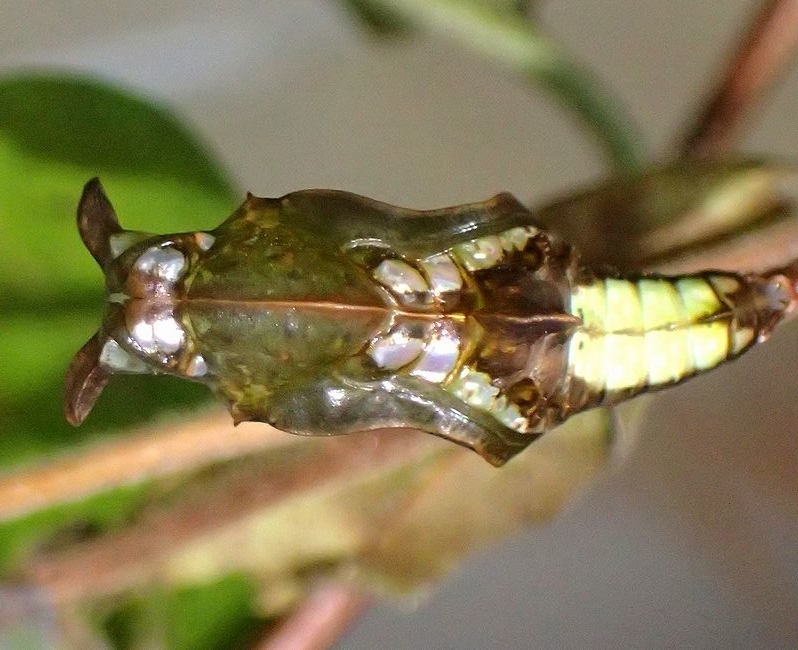 f:id:mushikisya:20210522112545j:plain