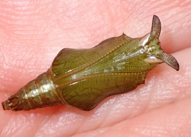 f:id:mushikisya:20210522112636j:plain