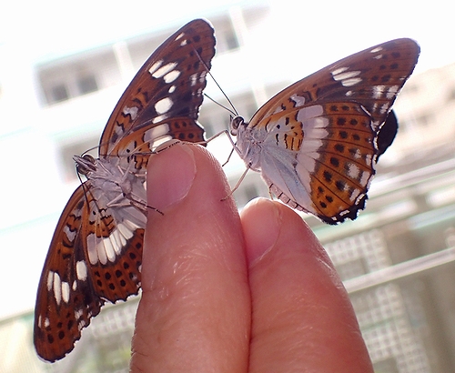 f:id:mushikisya:20210522112759j:plain