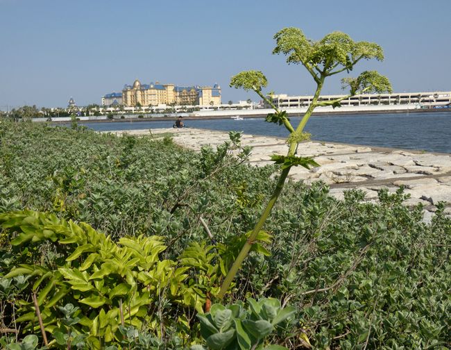 f:id:mushikisya:20210610183007j:plain