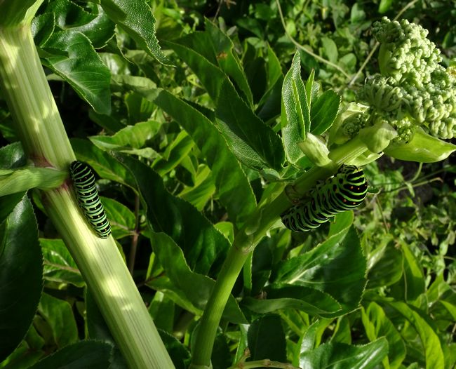 f:id:mushikisya:20210610183130j:plain