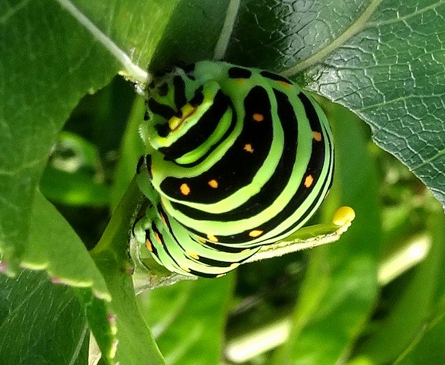 f:id:mushikisya:20210610183324j:plain