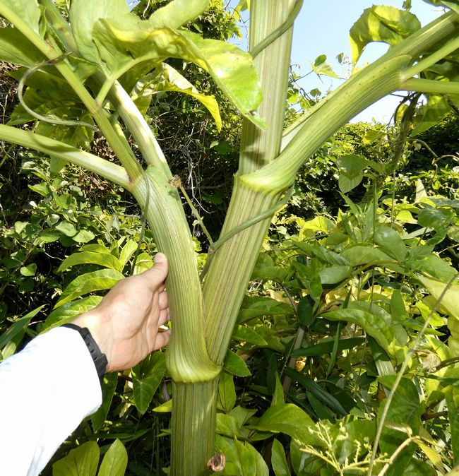 f:id:mushikisya:20210610183613j:plain