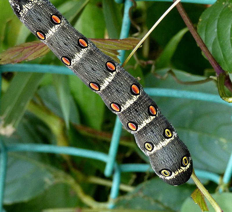 ヤブガラシの茂みに潜むギョロリ目玉の怪物はセスジスズメの芋虫 - 虫