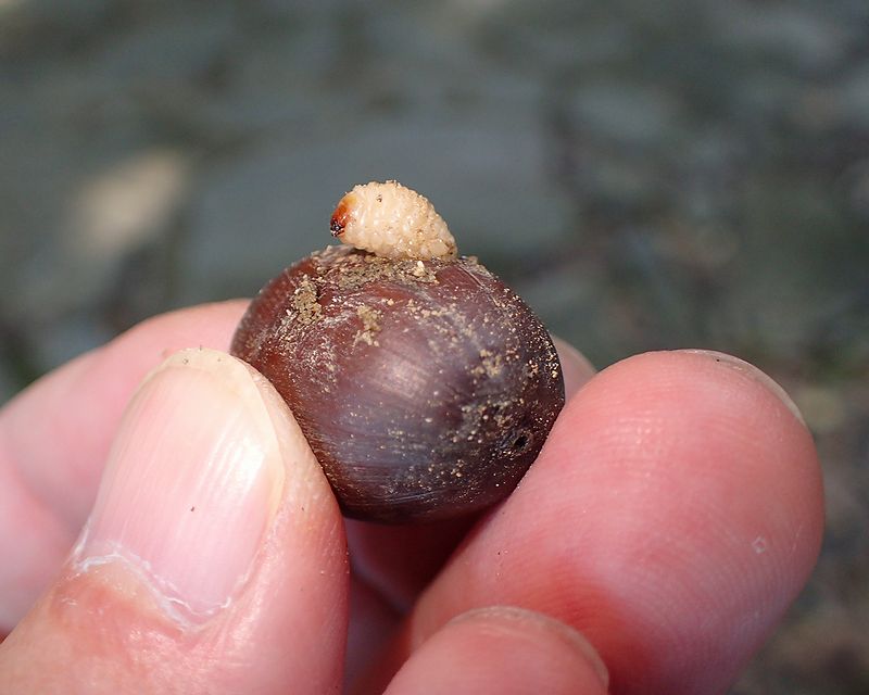子どもが拾ってきたドングリを放置すると大変なことに シギゾウムシ チョッキリ 蛾が続々 虫撮る人々