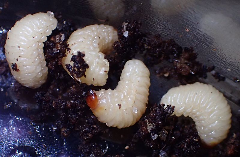 子どもが拾ってきたドングリを放置すると大変なことに シギゾウムシ チョッキリ 蛾が続々 虫撮る人々